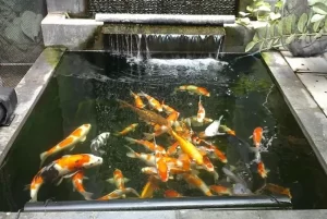 Cara Pembuatan Kolam Ikan