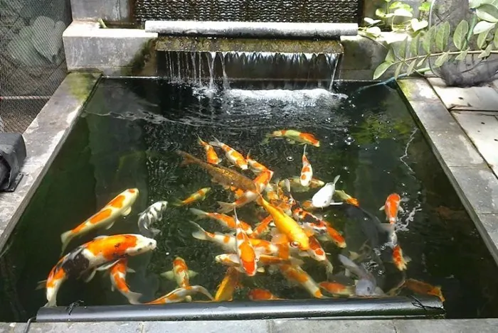 Cara Membuat Filter Air Kolam Ikan Tanpa Listrik
